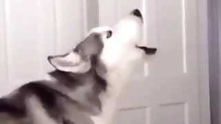 Furry Gay XXX 50